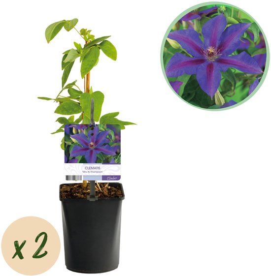 Tuinplantenshop.com | Plante grimpante - Clématite Mrs N Thompson - Bloem rose - Peu d'entretien - 2 plantes - Ø10cm - 30-40cm de haut - Plante de jardin