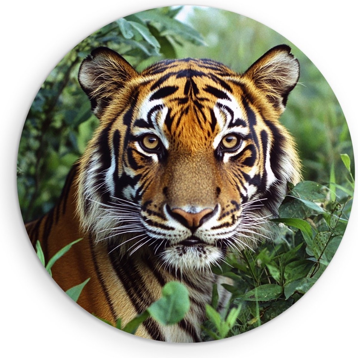 Saammp Muurcirkel Hout - Jonge Tijger tussen de Planten - Natuur - Dieren - Ø 70 - Wandcirkel - Wanddecoratie Cirkel - muurdecoratie Woonkamer - Slaapkamer decoratie - Rond Schilderij