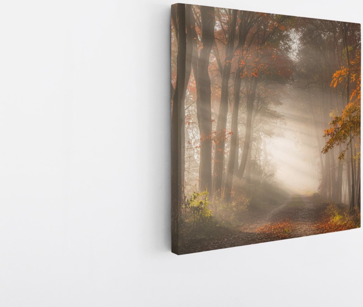 Saammp Canvas Schilderij - Bospad met zonneschijn - Nederland - Landschap - Natuur - 20x20 - Foto op canvas - Wanddecoratie - Muurdecoratie Woonkamer - Slaapkamer decoratie - Canvas Print Multicolor