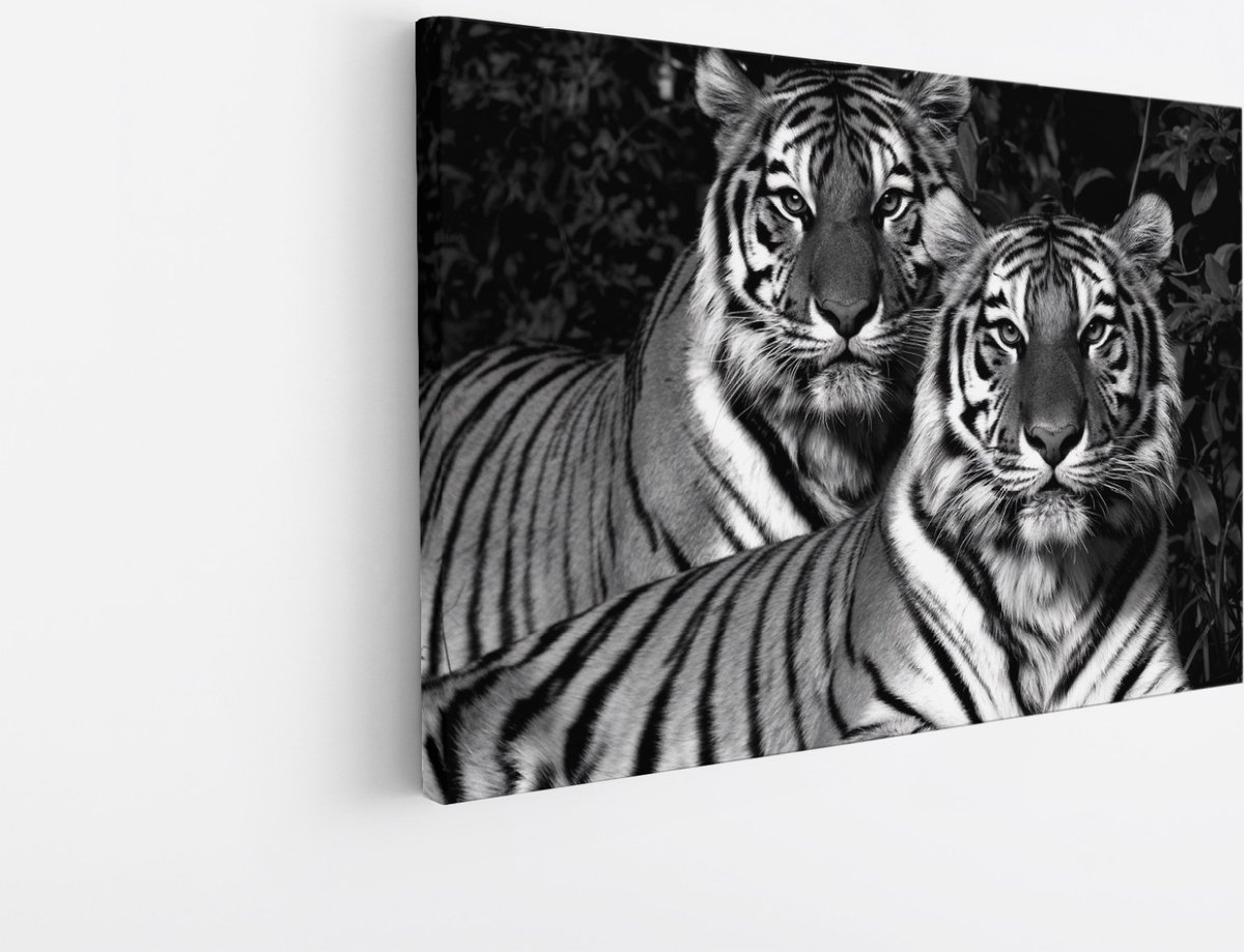Saammp Canvas Schilderij - 2 Tijgers - Natuur - Dieren - 40x30 - Foto op canvas - Wanddecoratie - muurdecoratie Woonkamer - Slaapkamer decoratie - Canvas Print Multicolor