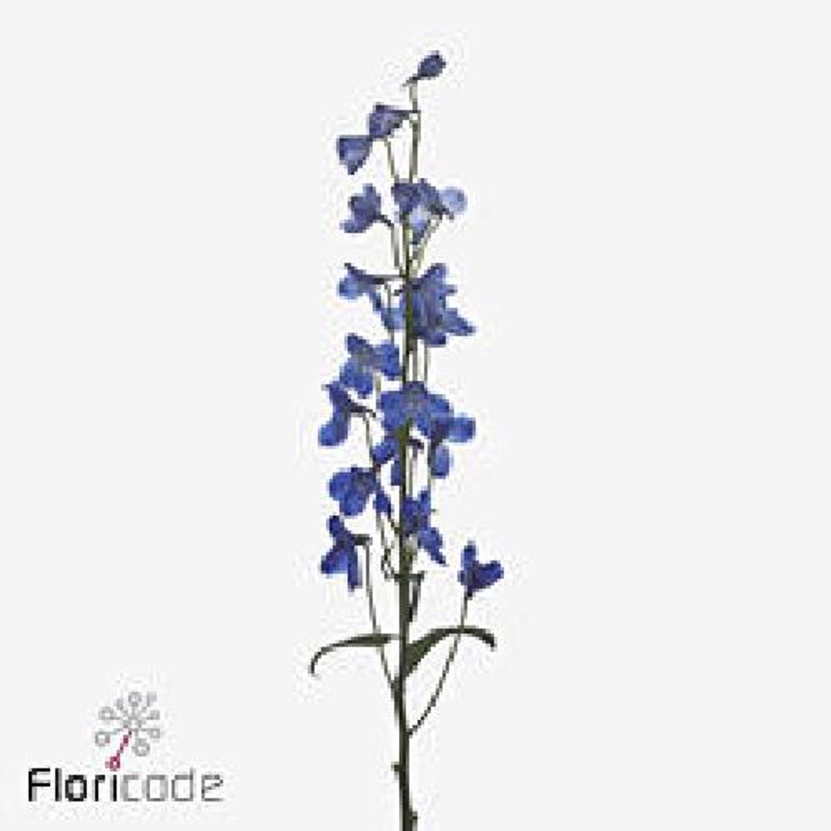 10x Delph.bella andes azure 70cm