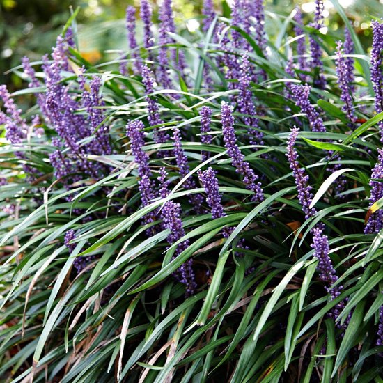 Liriope Muscari Ingwersen - Lily herbe violette - Set de 2 - ↑ 30-40cm - Ø  14cm | bol.com