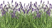 Fotobehang Vlies | Natuur, Lavendel | Groen | 368x254cm (bxh)