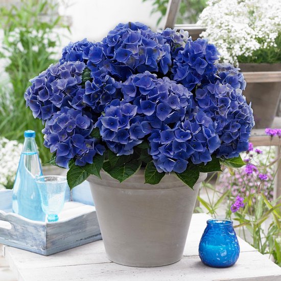 theorie Drank Herziening Hydrangea' Blue BoogieWoogie' - Blauwe hortensia - ↑ 23cm - Ø23cm | bol.com