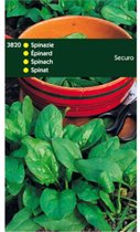 5 stuks Spinazie Securo Wolfres.(A en B) Rond Zaad 250 gram
