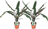Plantenboetiek.nl | Alocasia Lauterbachiana | 2 stuks - Ø19cm - 85cm hoog - Kamerplant - Multideal