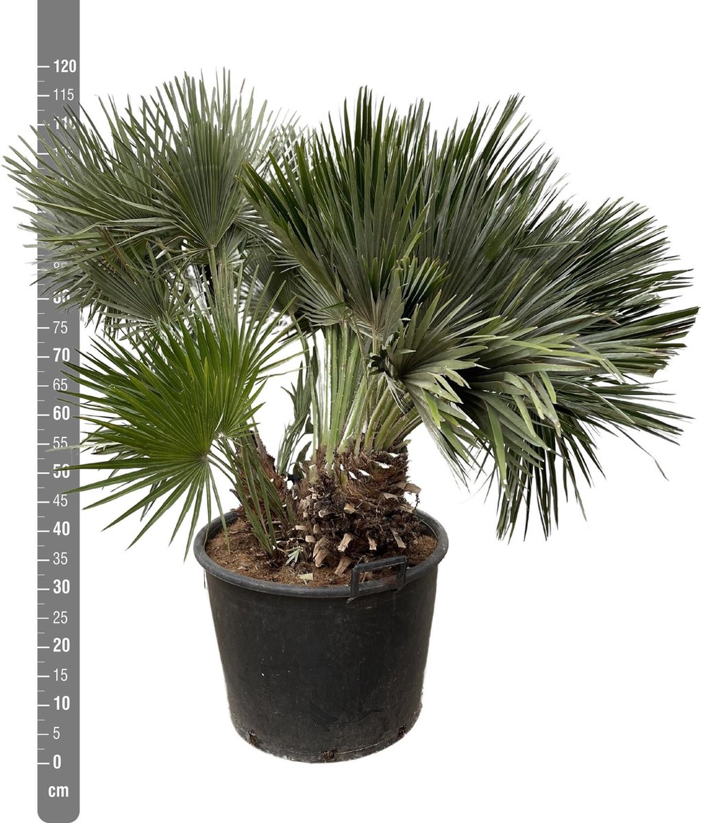 Chamaerops Humilis compact - 120cm - ø80