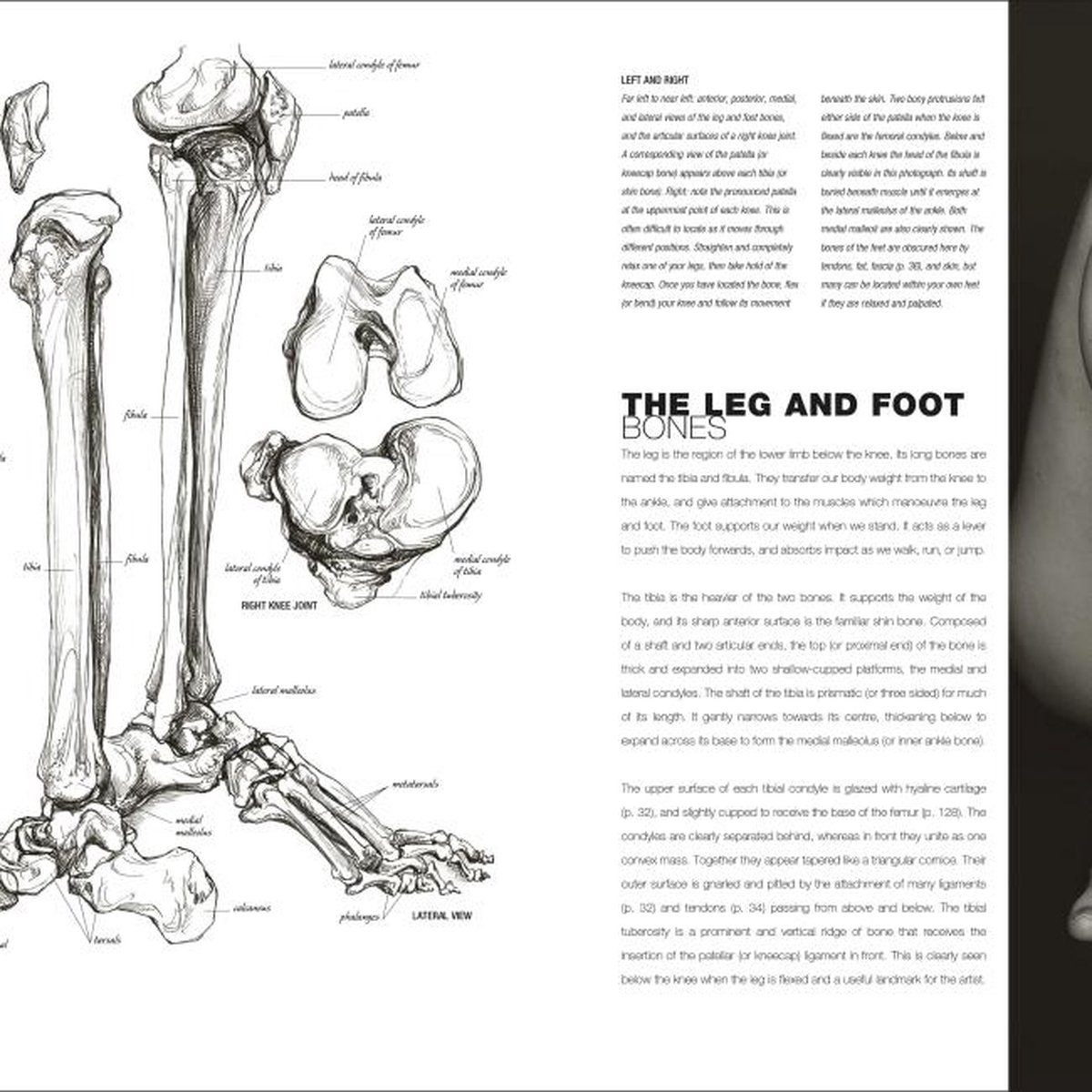 Anatomy for the Artist, Sarah Simblet | 9780241426456