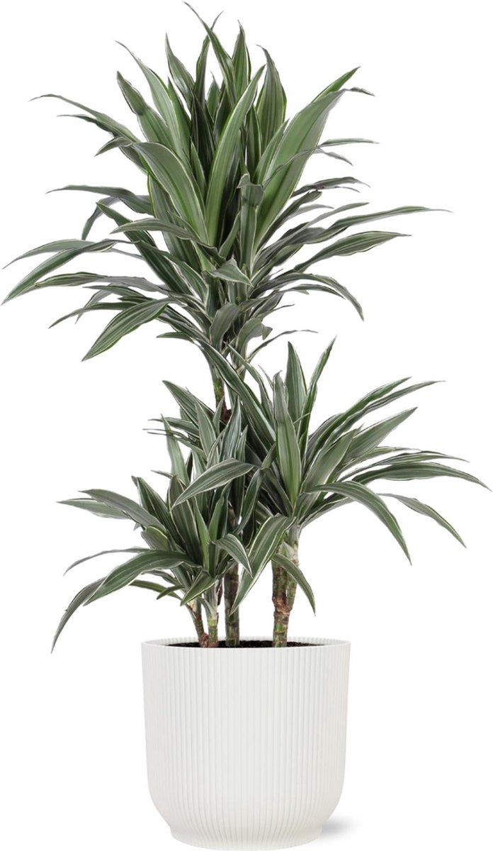 Dracaena Warneckii Ø21cm - 65cm in Vibes WIT pot