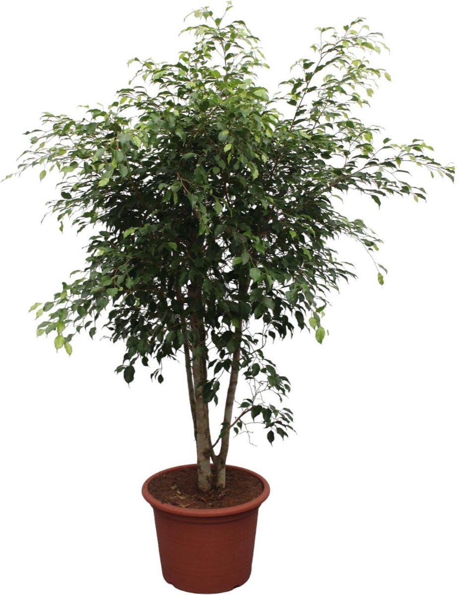 Ficus Benjamina Exotica vertakt - 190 cm - ø50