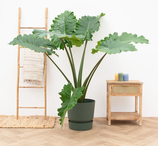 Alocasia Portodora - 120cm