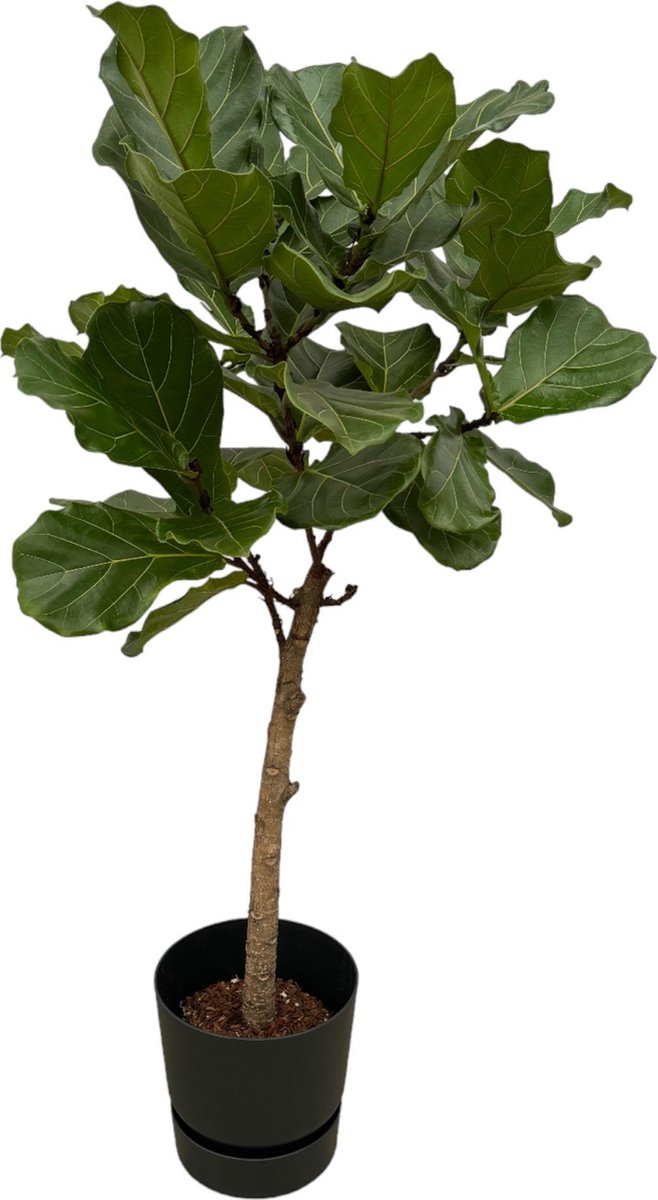 Plantenboetiek.nl Ficus Lyrata stam inclusief elho Greenville Round zwart Ø30cm 160cm hoog Kamerplant Arrangement Plant met pot