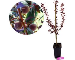 Prunus Persica 'Rubira', Rode perzik, 3 liter pot