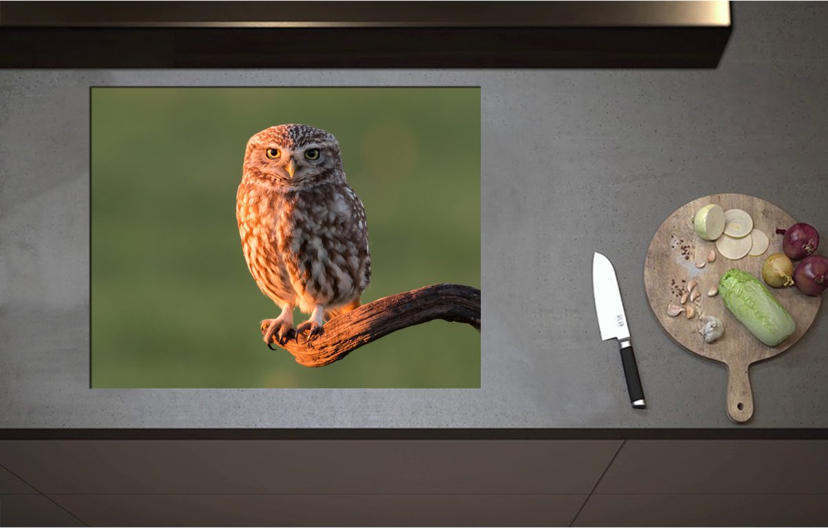 Inductieplaat Beschermer - Bruine Steenuil Zittend op Smalle Tak - 71x55 cm - 2 mm Dik - Inductie Beschermer - Bescherming Inductiekookplaat - Kookplaat Beschermer van Wit Vinyl