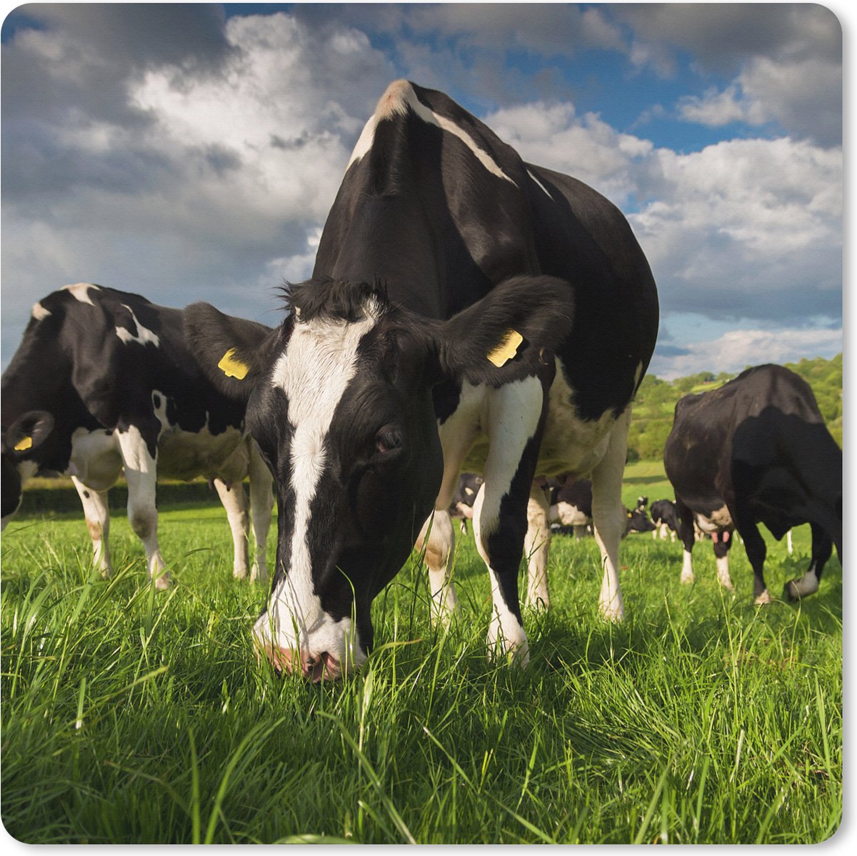 Muismat XXL 40x40 cm - Bureau onderlegger - Bureau mat Koe - Natuur - Gras - Dieren - Bureaumat - Gaming mousepad xl - Bureaulegger groot - Computer deskmat