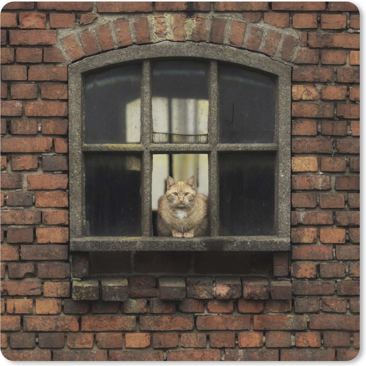 Muismat XXL 40x40 cm - Bureau onderlegger - Bureau mat Kat - Vensterbak - Steen - Bureaumat - Gaming mousepad xl - Bureaulegger groot - Computer deskmat