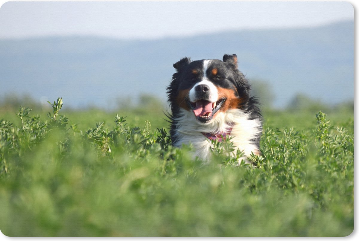 Muismat XXL 90x60 cm - Bureau onderlegger - Bureau mat Een Berner Sennenhond tussen het hoge gras - Bureaumat - Gaming mousepad xl - Bureaulegger groot - Computer deskmat