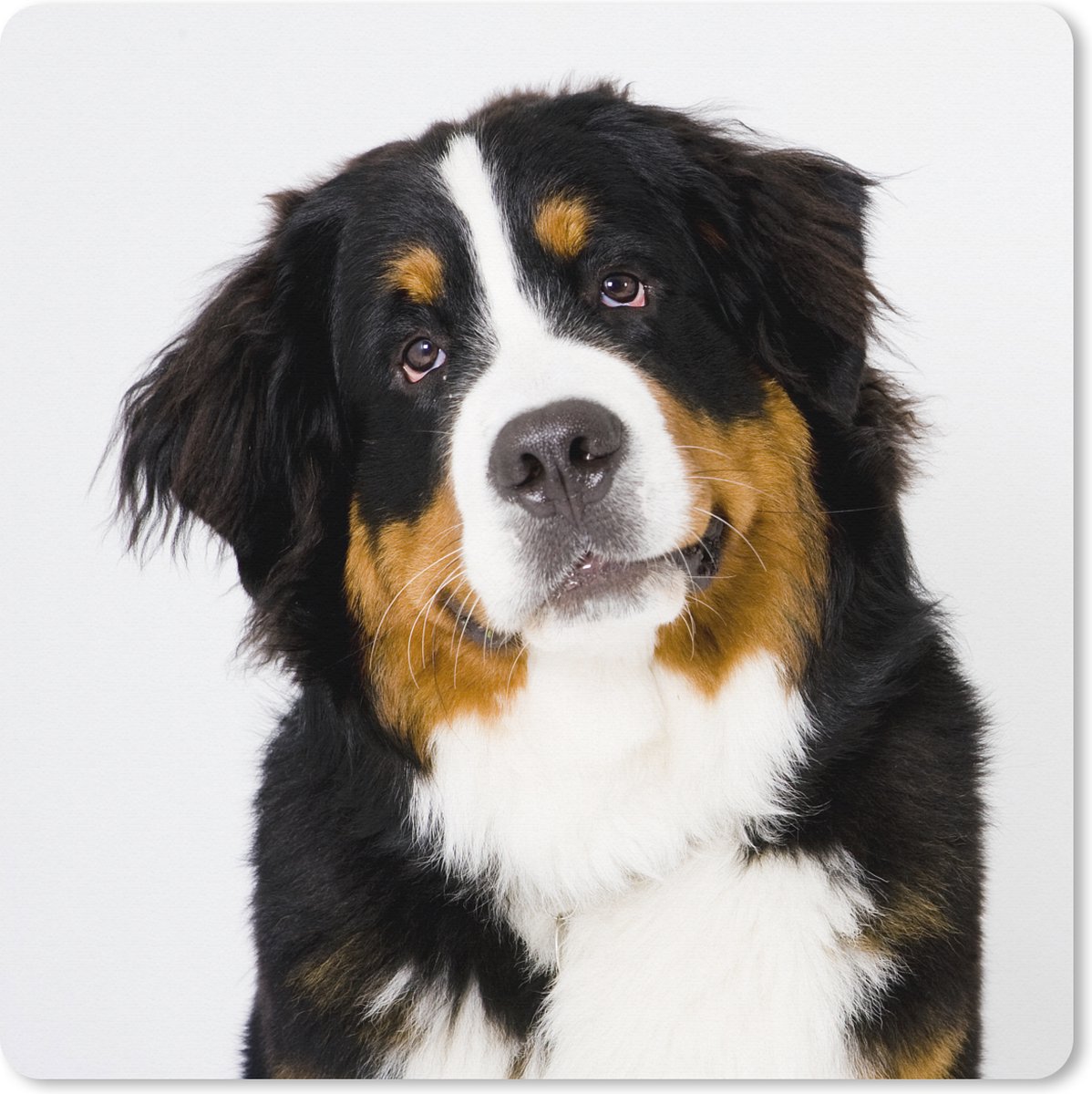 Muismat XXL 50x50 cm - Bureau onderlegger - Bureau mat Portretfoto van een Berner Sennenhond - Bureaumat - Gaming mousepad xl - Bureaulegger groot - Computer deskmat