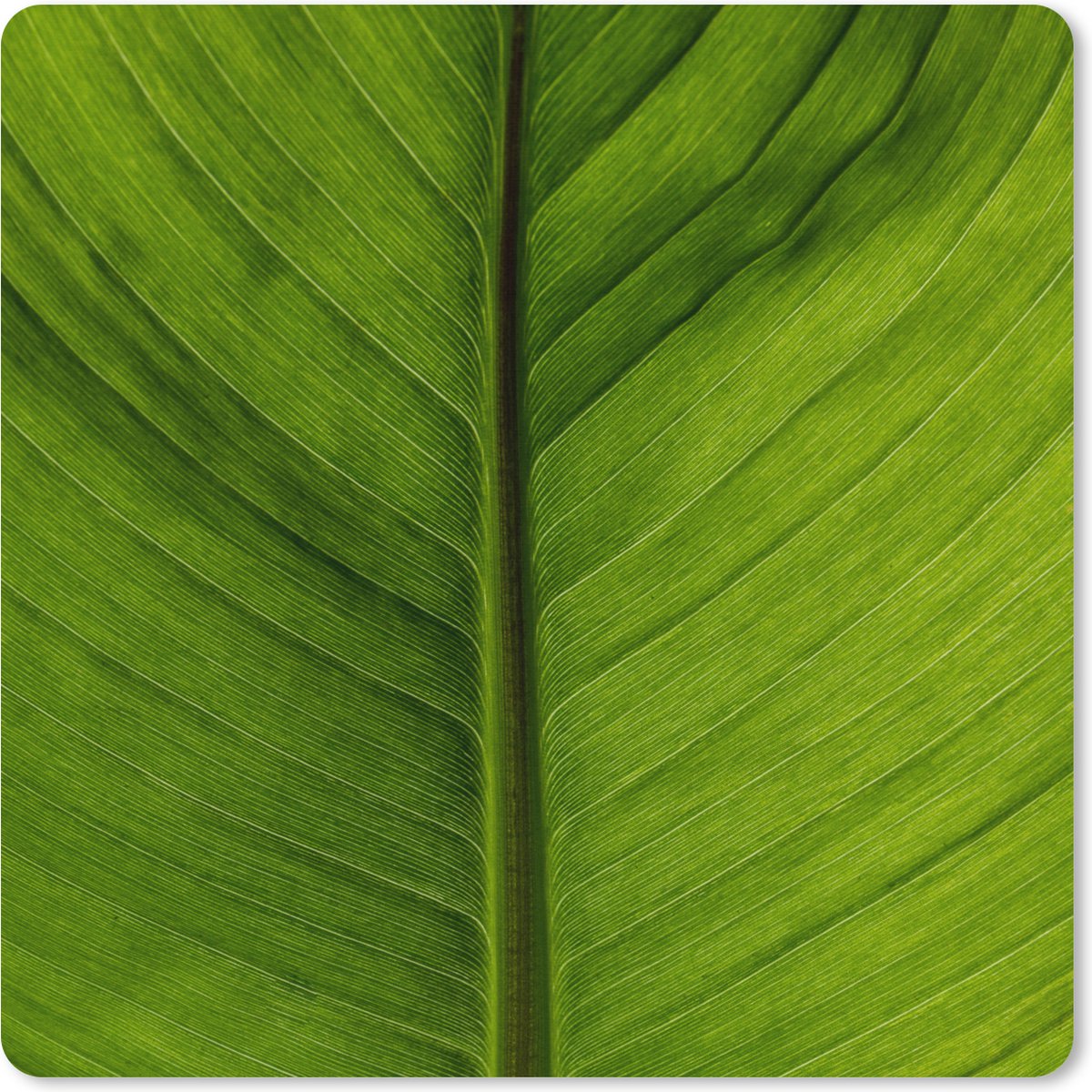 Muismat XXL 60x60 cm - Bureau onderlegger - Bureau mat Bladeren - Plant - Groen - Bureaumat - Gaming mousepad xl - Bureaulegger groot - Computer deskmat