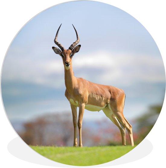 Sporty Gazelle se dresse sur la plaque en plastique de cercle mural herbe  verte ⌀ 60... | bol.com
