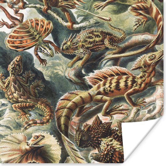 Poster Vintage - Kunst - Ernst Haeckel - Salamanders - Dieren - 50x50 cm