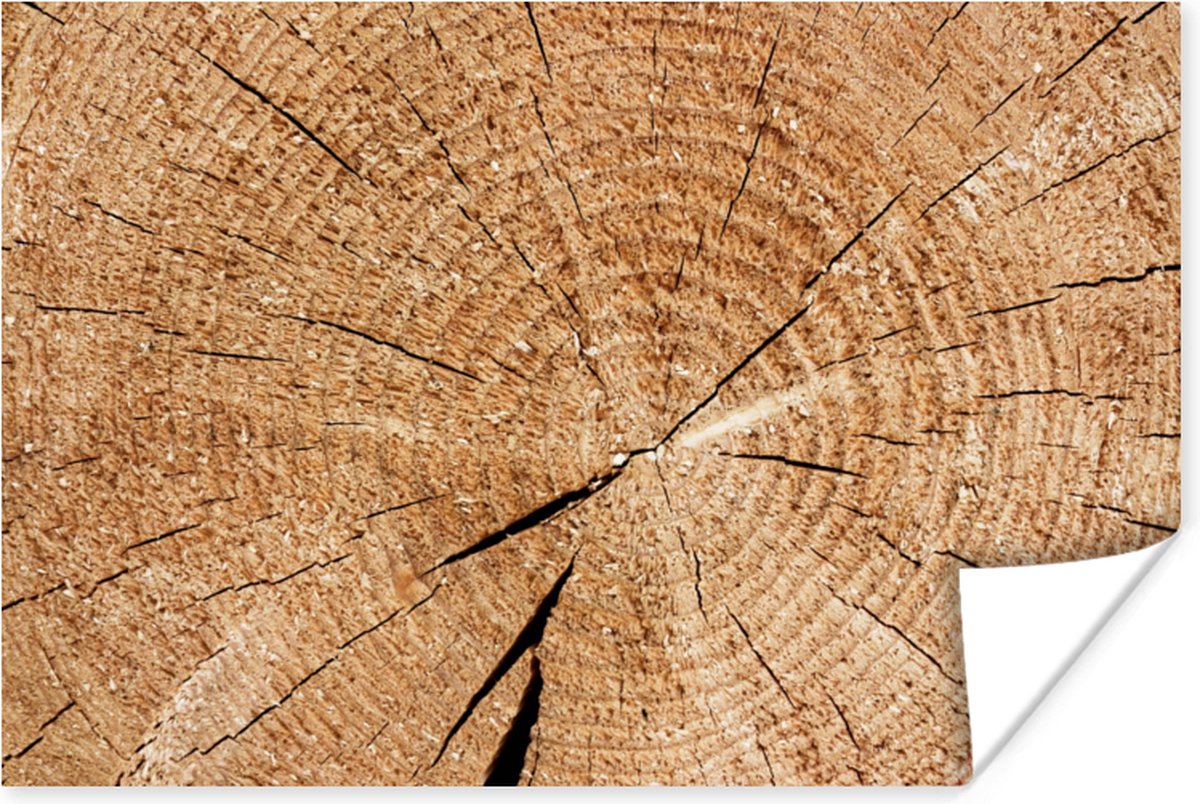 Poster Boomstam - Jaarringen - Hout - 30x20 cm