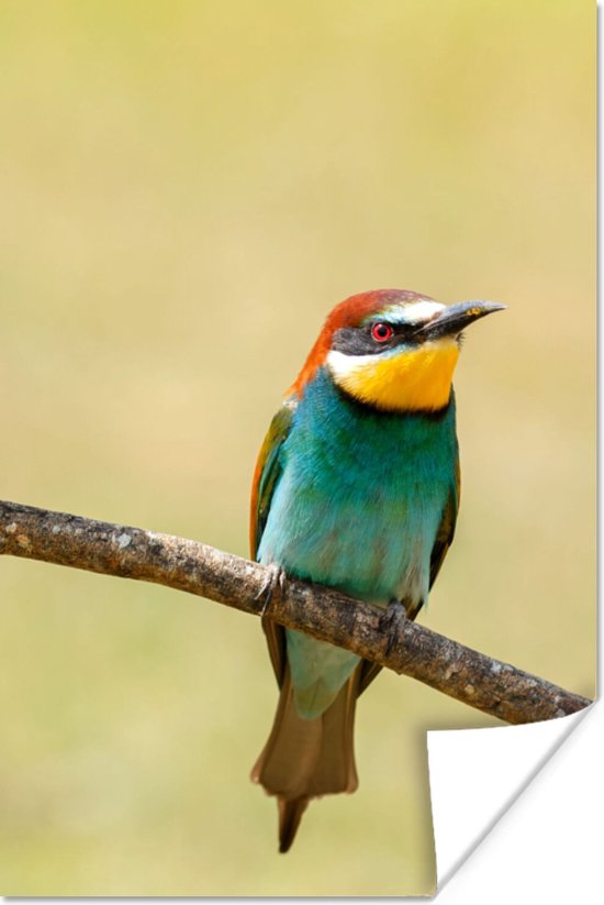 Foto: Poster vogels dieren bijeneter 80x120 cm