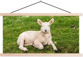 Porte-affiche avec affiche - Affiche scolaire - Moutons - Animaux - Agneau - 120x60 cm - lattes vierges