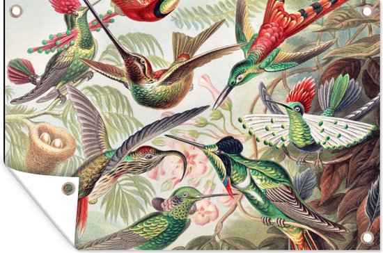 Tuin - Dieren - Kunst - Kolibrie - Ernst Haeckel - Tuinposter - Vogel - Schuttingdoek - 60x40 cm - Vintage - Vogels - Muurdecoratie - Tuindoek - Buitenposter
