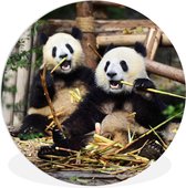 WallCircle - Wandcirkel ⌀ 140 - Panda - Wilde dieren - Bamboe - Ronde schilderijen woonkamer - Wandbord rond - Muurdecoratie cirkel - Kamer decoratie binnen - Wanddecoratie muurcirkel - Woonaccessoires