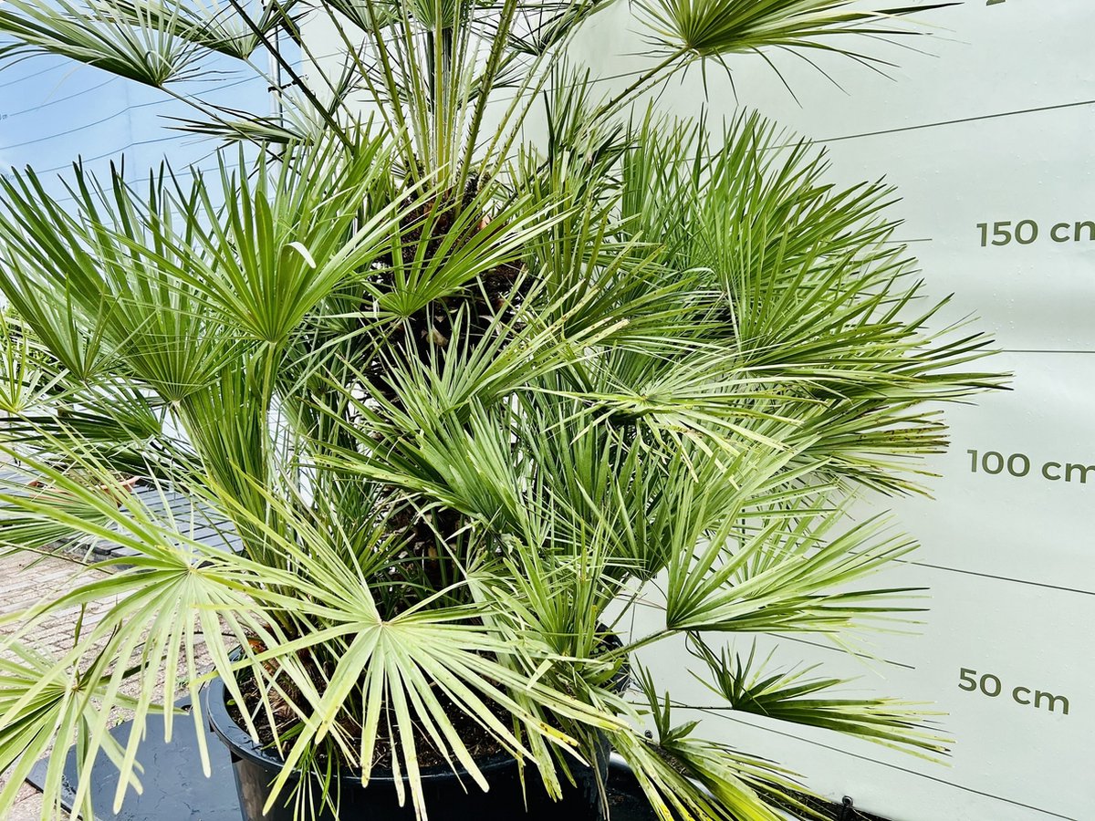 Europese palm, Chamaerops humilis, pot 60 cm, hoog 150 cm - Tuincentrum