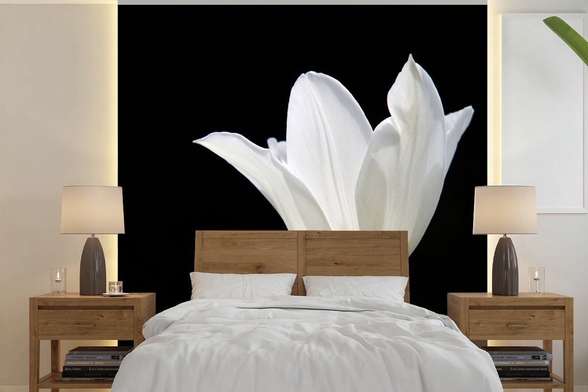 Behang - Fotobehang Witte tulp - Breedte 350 cm x hoogte 350 cm
