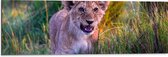 WallClassics - Dibond - Bruine Perzische Leeuw tussen het Gras - 90x30 cm Foto op Aluminium (Met Ophangsysteem)