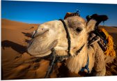 Acrylglas - Kamelen Kop van Dichtbij in de Woestijn - 150x100 cm Foto op Acrylglas (Met Ophangsysteem)