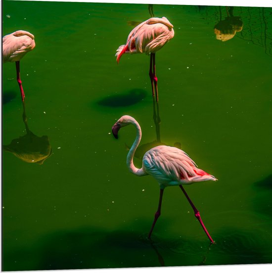 Dibond - Groepje Flamingo's Staand in Groenkleurig Water - 80x80 cm Foto op Aluminium (Wanddecoratie van metaal)