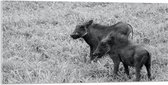 Acrylglas - Duo Zwijntjes in Graslandschap (Zwart- wit) - 100x50 cm Foto op Acrylglas (Wanddecoratie op Acrylaat)