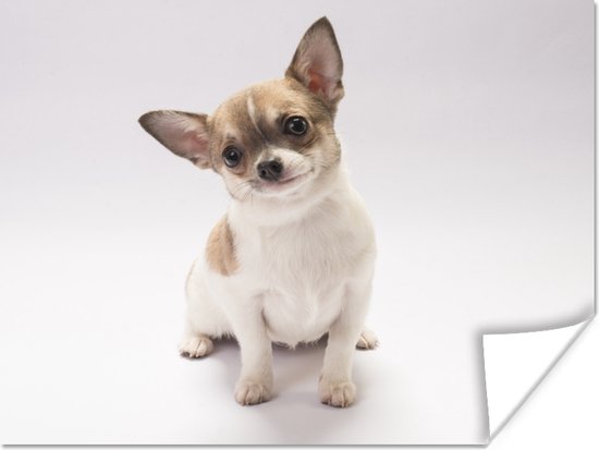 Poster Tête tordue de Chihuahua 160x120 cm - Tirage photo sur Poster (décoration murale salon / chambre) / Poster Animaux domestiques XXL / Groot format!