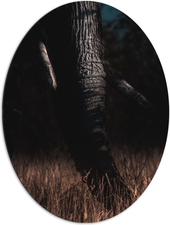Dibond Ovaal - Donkere Slurf van Olifant in Riet - 72x96 cm Foto op Ovaal (Met Ophangsysteem)
