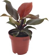 Plant in a Box - Philodendron 'Zonlicht' - Tropische kamerplant - Mooie rode bladeren - Pot 12cm - Hoogte 20-30cm