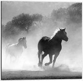 WallClassics - Dibond - Galoperende Paarden bij het Bos (Zwart-wit) - 50x50 cm Foto op Aluminium (Wanddecoratie van metaal)