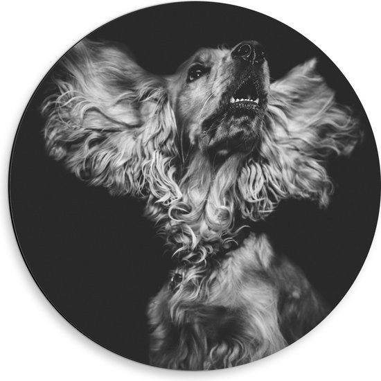WallClassics - Dibond Muurcirkel - Hond met Wapperende Grote Oren in het Zwart Wit - 50x50 cm Foto op Aluminium Muurcirkel (met ophangsysteem)