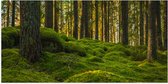 Poster Glanzend – Bomen in Bos bij Groen Begroeide Ondergrond - 100x50 cm Foto op Posterpapier met Glanzende Afwerking