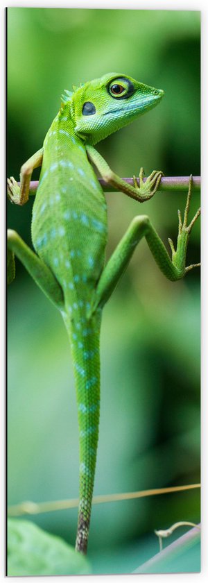 WallClassics - Dibond - Groene Kameleon Hangend aan een Takje - 40x120 cm Foto op Aluminium (Wanddecoratie van metaal)