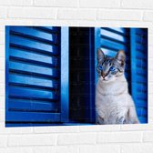 Muursticker - Grijze Kat met Blauwe Ogen - 80x60 cm Foto op Muursticker