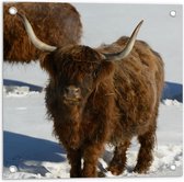 Tuinposter – Schotse Hooglander Koe in de Sneeuw - 50x50 cm Foto op Tuinposter (wanddecoratie voor buiten en binnen)