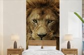 Behang - Fotobehang Portretfoto Afrikaanse leeuw - Breedte 120 cm x hoogte 240 cm