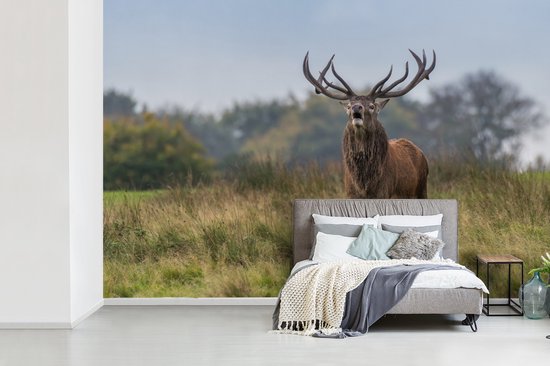 Papier peint photo peint vinyle - Cerf mâle dans la prairie largeur 330 cm x hauteur 220 cm - Tirage photo sur papier peint (disponible en 7 tailles)