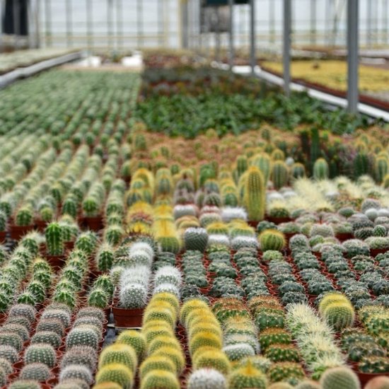 ZynesFlora | Mini Cactus Mix - 3 Pices - Cactus - Plante d'intrieur -  Cadeau pour cactus | bol