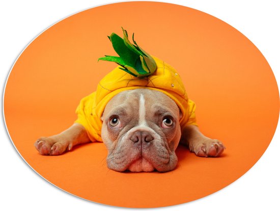 WallClassics - PVC Schuimplaat Ovaal - Hond met Ananas Pak bij een Oranje Achtergrond - 80x60 cm Foto op Ovaal (Met Ophangsysteem)