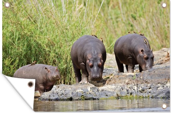 Posters de jardin extérieur Hippopotames - Water - Afrique du Sud - 90x60 cm - Toile jardin - Affiche extérieure